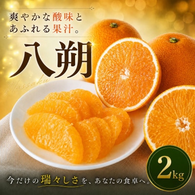 【選ぶならこれ】大人の柑橘【八朔】2kg　愛媛県産