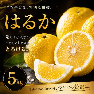 【選ぶならこれ】酸味ほぼなし【はるか】5kg　愛媛県産