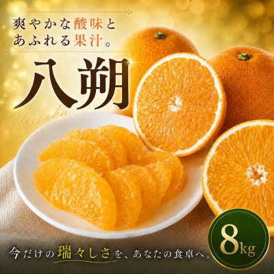 【選ぶならこれ】大人の柑橘【八朔】8kg　愛媛県産