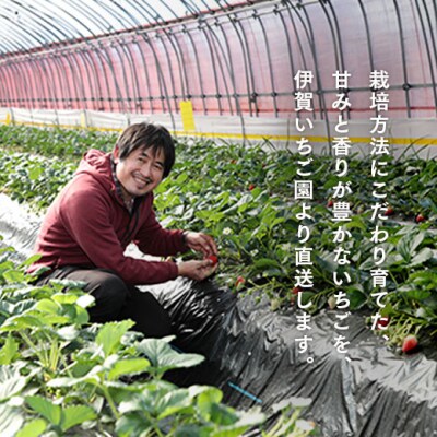 【数量限定】伊賀いちご園のレギュラーパック4P【1800701】