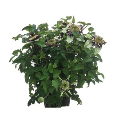 【先行受付】クレマチス ビエネッタ 5号 白系 | 花ギフト プレゼント 花苗 鉢植え 根本園芸