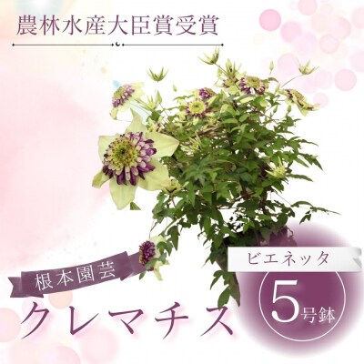 【先行予約】クレマチス ビエネッタ 5号 白系 | 花ギフト 根本園芸 aj002-aa