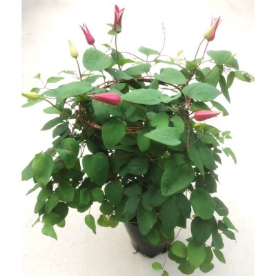 【先行受付】クレマチス プリンセスダイアナ 5号 赤系 | 花ギフト 花苗 鉢植え 根本園芸