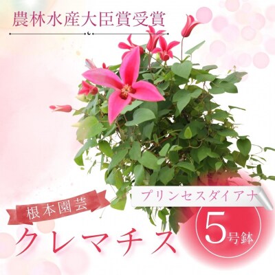 【先行予約】クレマチス プリンセスダイアナ 5号 赤系 | 花ギフト 根本園芸 aj002-ab
