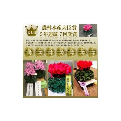 【先行受付】クレマチス プリンセスダイアナ(赤系)5号鉢 農林水産大臣賞受賞 根本園芸【10016】