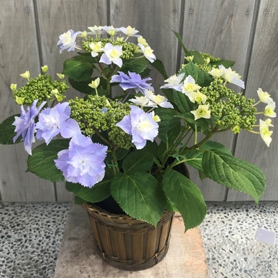 【先行受付】アジサイ ブレスレット 5号 青系 | 紫陽花 あじさい ギフト 花苗 鉢植 根本園芸