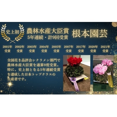 【先行予約】アジサイ ブレスレット 5号 青系 | 紫陽花 あじさい 根本園芸 aj001-ab