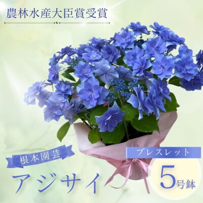 【先行予約】アジサイ ブレスレット 5号 青系 | 紫陽花 あじさい 根本園芸 aj001-ab
