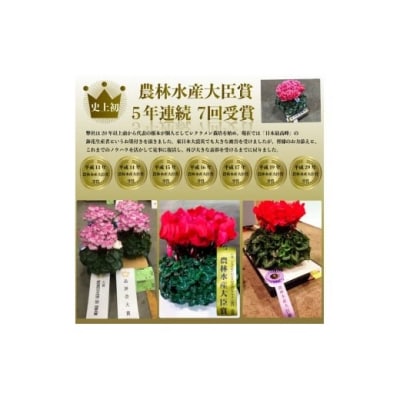 【先行受付】アジサイ ブレスレット 5号 青系 | 紫陽花 あじさい ギフト 花苗 鉢植 根本園芸