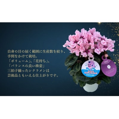 【先行予約】アジサイ ブレスレット 5号 青系 | 紫陽花 あじさい 根本園芸 aj001-ab