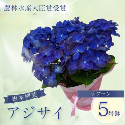 【先行予約】アジサイ ラグーン 5号 青系 | 紫陽花 あじさい ギフト 根本園芸 aj001-ac