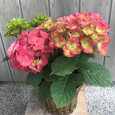 【先行受付】アジサイ マスカレード 5号 混色 | 紫陽花 あじさい ギフト 花苗 鉢植 根本園芸