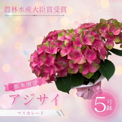 【先行予約】アジサイ マスカレード 5号 混色 | 紫陽花 あじさい 根本園芸 aj001-ad