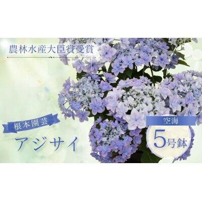 【先行予約】アジサイ 空海 5号 青系 | 紫陽花 あじさい ギフト 根本園芸 aj001-af