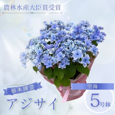【先行予約】アジサイ 空海 5号 青系 | 紫陽花 あじさい ギフト 根本園芸 aj001-af
