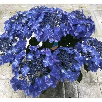 【先行受付】アジサイ サニーデイズ 5号 青絞 | 紫陽花 あじさい ギフト 花苗 鉢植 根本園芸