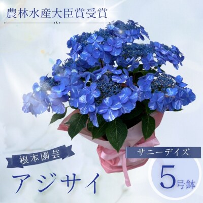 【先行予約】アジサイ サニーデイズ 5号 青絞 | 紫陽花 あじさい 根本園芸 aj001-ae