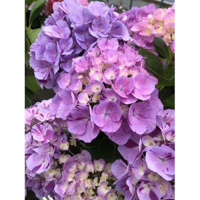 【先行受付】根本園芸 アジサイ  鉢花 鉢植え スプラッシュ(ピンク系) 花 ギフト 【10037】