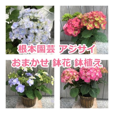 アジサイ おまかせ 鉢花 鉢植え  花 ギフト 根本園芸 【10038】
