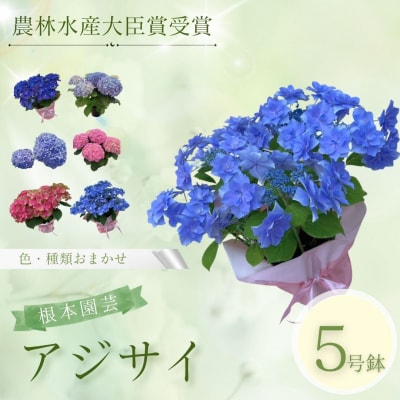 【先行予約】アジサイ 色おまかせ 5号 | 紫陽花 あじさい ギフト 根本園芸 aj001-aa