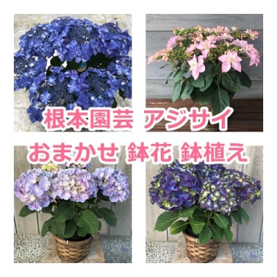 【2026年 先行予約】アジサイ 色おまかせ 5号 | 紫陽花 あじさい ギフト 贈答 根本園芸