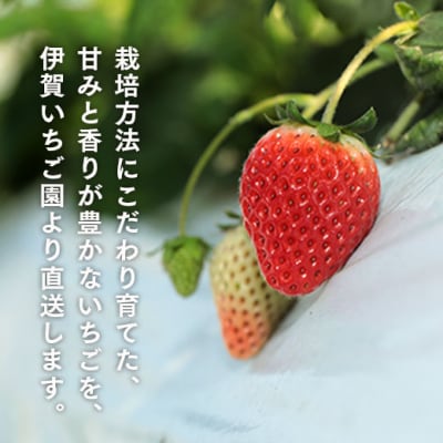 【数量限定】伊賀いちご園のプレミアムボックス(厳選15粒化粧箱入り)【1800601】