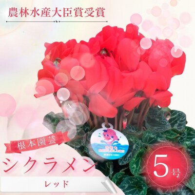 【2026年 先行予約】シクラメン レッド 5号 | 花ギフト 贈答 根本園芸 aj009-aa