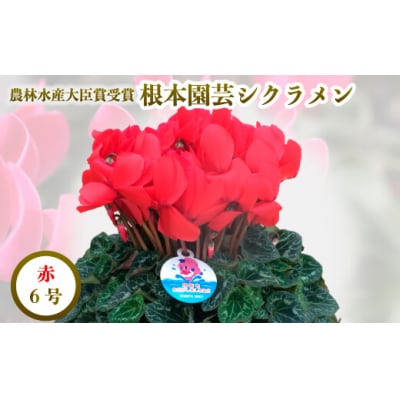 【先行受付】根本園芸 レッド ガーデンシクラメン 【6号】 農林水産大臣賞受賞【1000201】