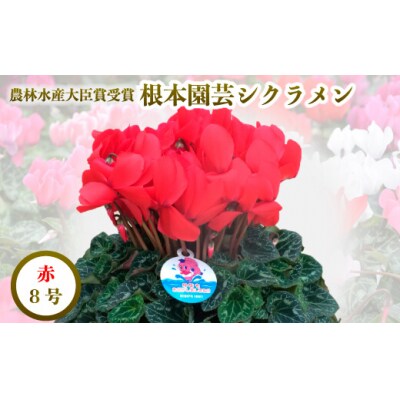 【先行受付】根本園芸 レッド ガーデンシクラメン 【8号】農林水産大臣賞受賞【1000302】