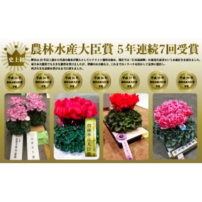 【先行受付】根本園芸 レッド ガーデンシクラメン 【8号】農林水産大臣賞受賞【1000302】