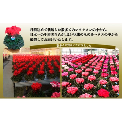 【先行受付】根本園芸 レッド ガーデンシクラメン 【8号】農林水産大臣賞受賞【1000302】