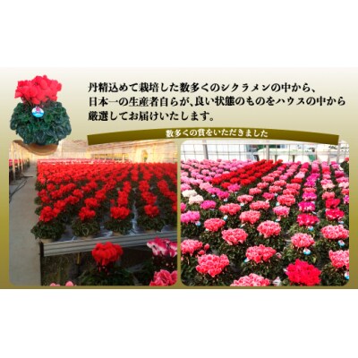 【先行受付】根本園芸 ピンク系 ガーデンシクラメン【5号】農林水産大臣賞受賞【1000401】