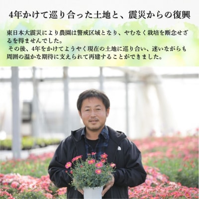 【2026年 先行予約】シクラメン ピンク 5号 | 花ギフト 贈答 根本園芸 aj005-aa