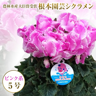 【先行受付】根本園芸 ピンク系 フリンジ ガーデンシクラメン 【5号】【1000601】