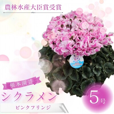 【2026年 先行予約】シクラメン ピンクフリンジ 5号 花ギフト 根本園芸 aj005-ac