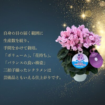 【2026年 先行予約】シクラメン ピンクフリンジ 5号 花ギフト 根本園芸 aj005-ac