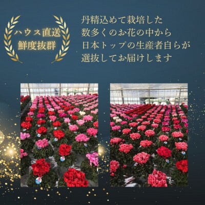 【2026年 先行予約】シクラメン ピンクフリンジ 5号 花ギフト 根本園芸 aj005-ac
