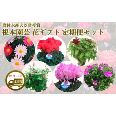 【先行受付花ギフト定期便】根本園芸 花ギフト(12～5月 毎月お届け)定期便セット【1000901】