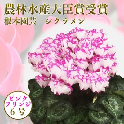 【先行受付】根本園芸 ピンク系フリンジ ガーデンシクラメン 【6号】農林水産大臣賞【1000701】