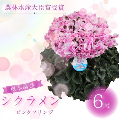 【2026年 先行予約】シクラメン ピンクフリンジ 6号 花ギフト 根本園芸 aj005-ad