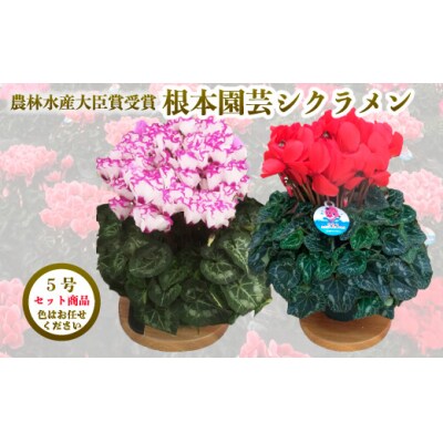 【先行受付】【色 おまかせセット】 根本園芸 シクラメン 5号 2鉢【1001101】