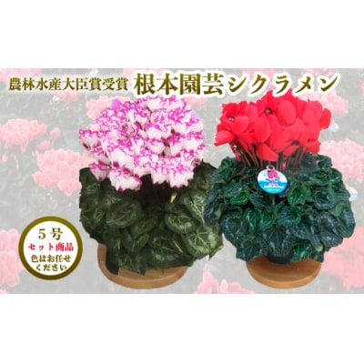 【2026年 先行予約】シクラメン 色おまかせ 5号×2鉢 | 花ギフト プレゼント 花苗 根本園芸