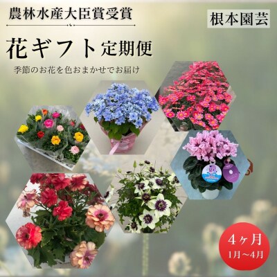 【2027年 先行予約】花ギフト定期便 4ヶ月(1-4月) | 花定期便 根本園芸 aj014-aa