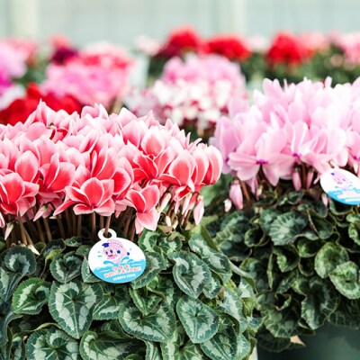 【2026年 先行予約】シクラメン 色おまかせ 6号 | 花ギフト プレゼント 花苗 鉢植 根本園芸