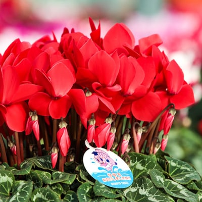 【2026年 先行予約】シクラメン 色おまかせ 6号 | 花ギフト プレゼント 花苗 鉢植 根本園芸