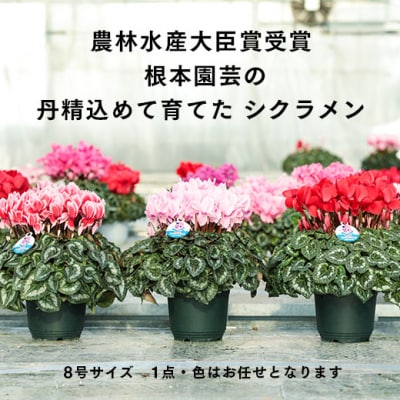 【先行受付】根本園芸シクラメン【8号】 農林水産大臣賞受賞【1001502】