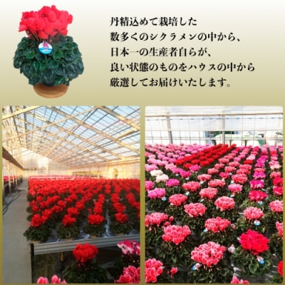 【先行受付】根本園芸 シクラメン 【6号】   農林水産大臣賞受賞【1002101】