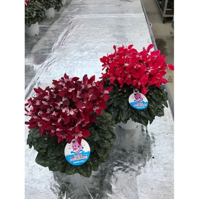 【2026年 先行予約】シクラメン ジックス 赤系 5号|レッド ワインレッド 花ギフト 根本園芸