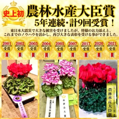 根本園芸 シクラメンイルミナ 【6号】 (先行受付) 鉢花 鉢植え 花【1003301】