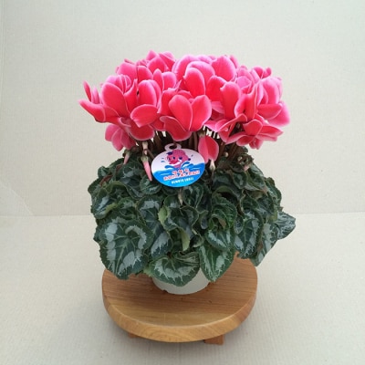 【2026年 先行予約】シクラメン リップスオレンジ 6号 | 花ギフト プレゼント 花苗 根本園芸